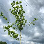 Platan javorolistý (Platanus acerifolia) - výška 600-700 cm, obvod kmeňa 20/25 cm, kont. C230L